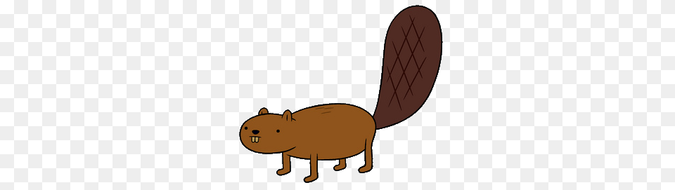 Beaver, Animal, Mammal, Rodent, Bear Free Png