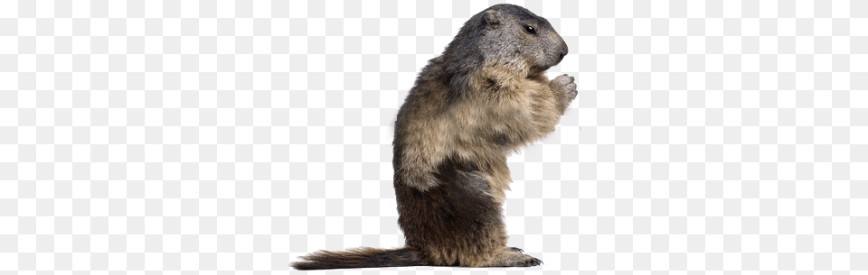 Beaver, Animal, Mammal, Rodent, Rat Free Transparent Png