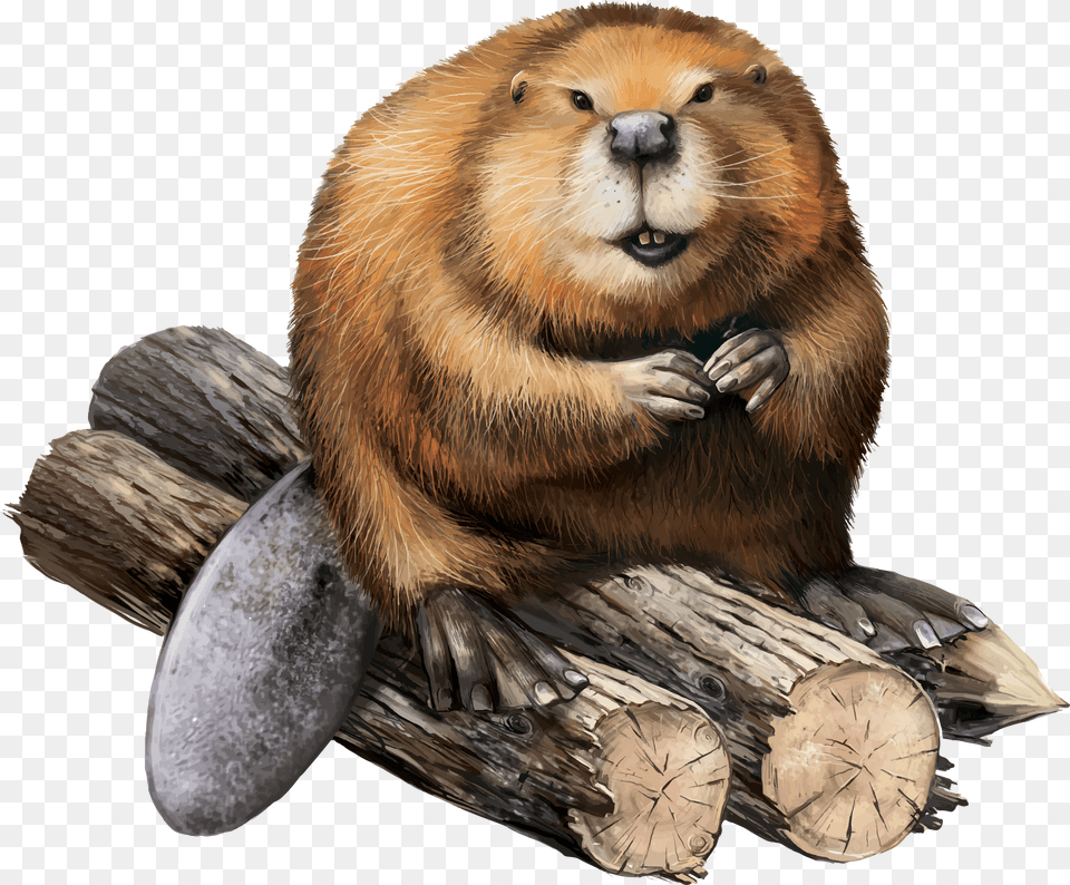 Beaver Free Transparent Png