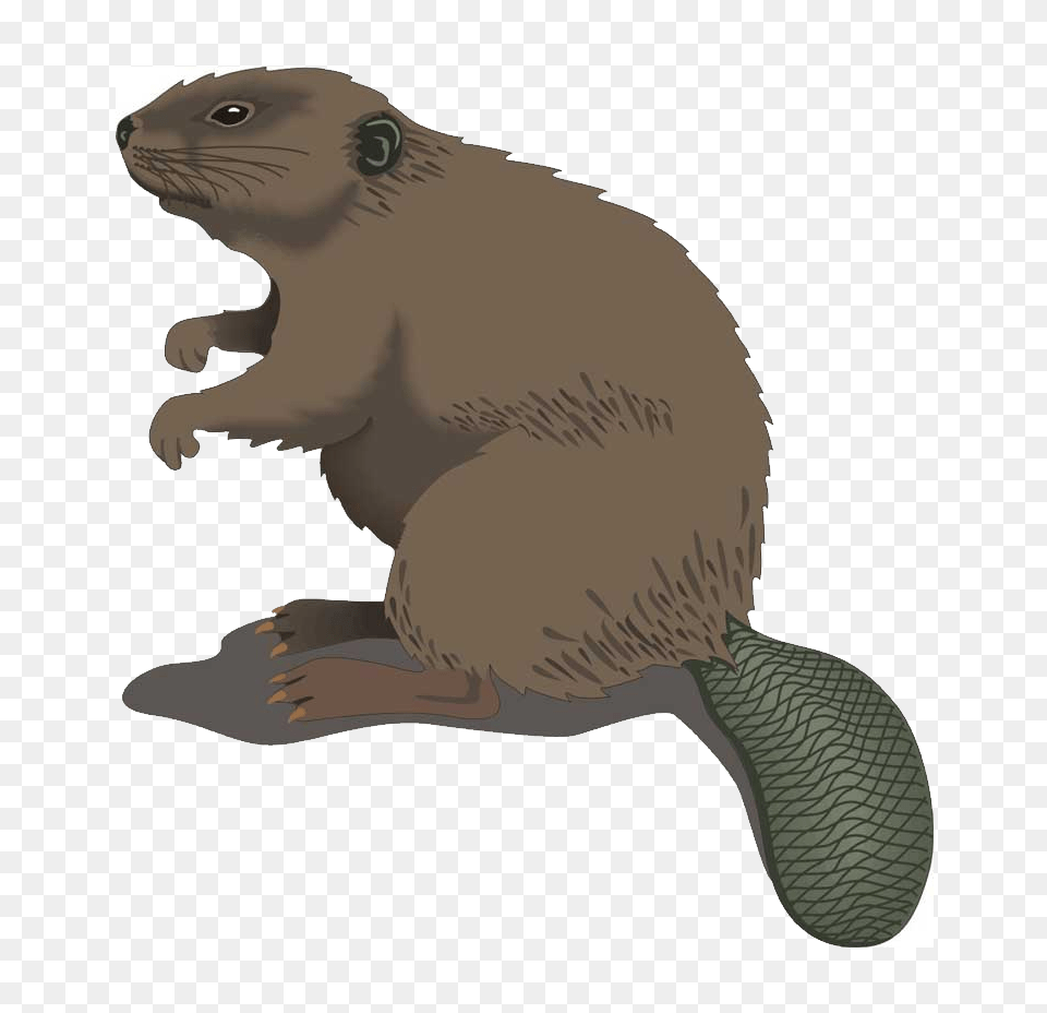 Beaver, Animal, Mammal, Rodent, Wildlife Free Png