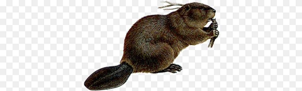 Beaver, Animal, Mammal, Rodent, Wildlife Free Png