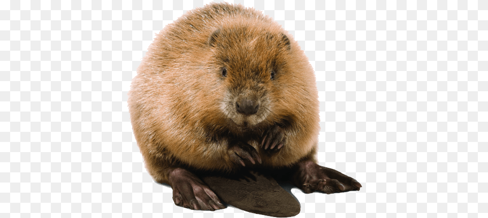 Beaver, Animal, Mammal, Rodent, Rat Free Png Download