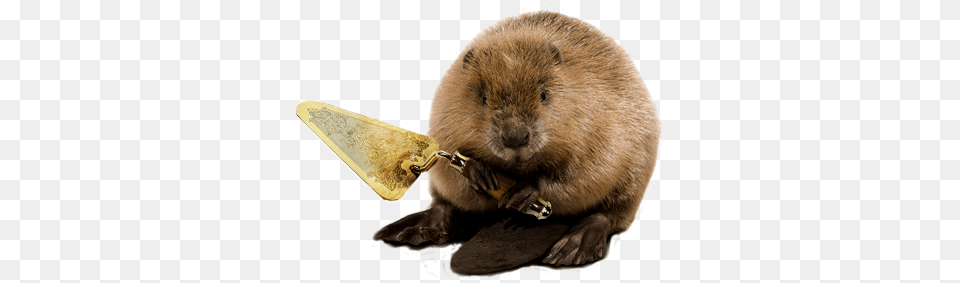 Beaver, Animal, Mammal, Rodent, Rat Free Png Download