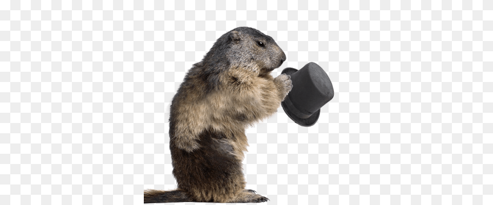 Beaver, Animal, Mammal, Rodent, Rat Free Png Download