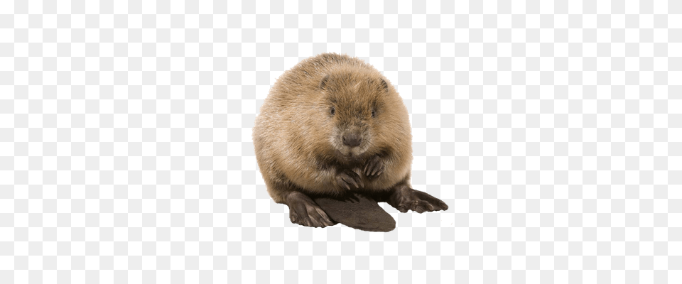 Beaver, Animal, Mammal, Rodent, Wildlife Free Png Download