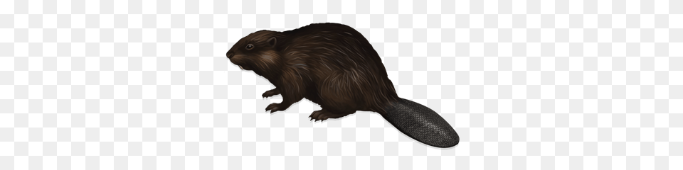 Beaver, Animal, Mammal, Rodent, Rat Png Image