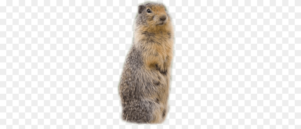 Beaver, Animal, Mammal, Rat, Rodent Free Transparent Png