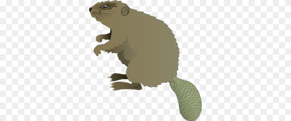 Beaver, Animal, Mammal, Rodent, Wildlife Free Png Download