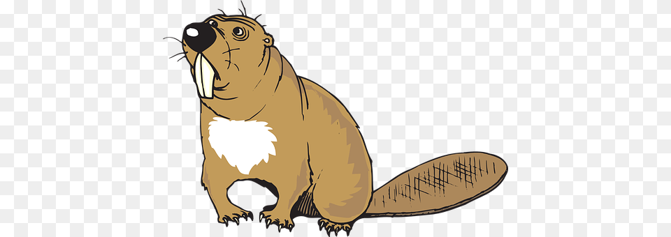 Beaver Adult, Person, Man, Male Free Transparent Png
