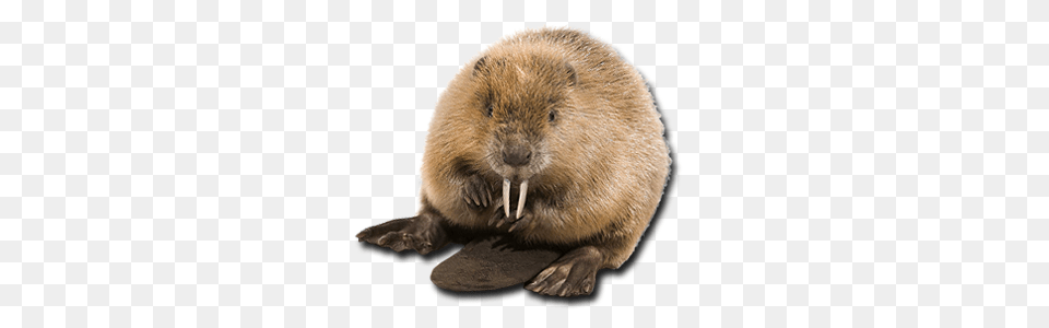 Beaver, Animal, Mammal, Rodent, Rat Png Image