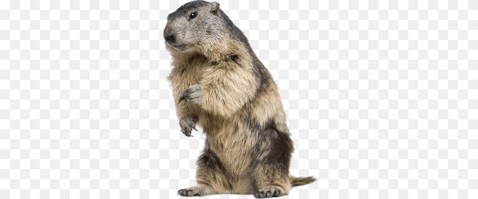 Beaver, Animal, Bear, Mammal, Wildlife Free Png