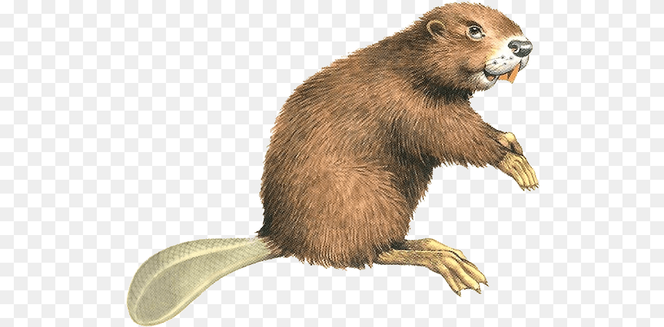 Beaver Background Beaver, Animal, Mammal, Rodent, Wildlife Png