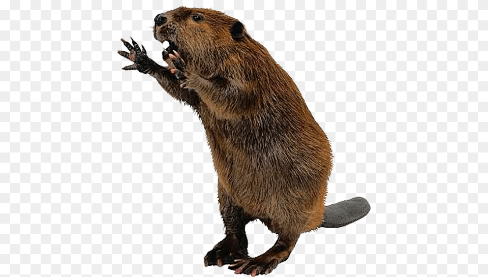 Beaver Beaver, Animal, Mammal, Rodent, Wildlife Free Png