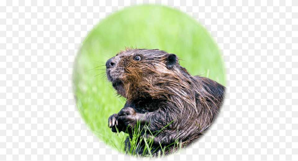 Beaver Canada Animal, Mammal, Rodent, Rat, Wildlife Free Png