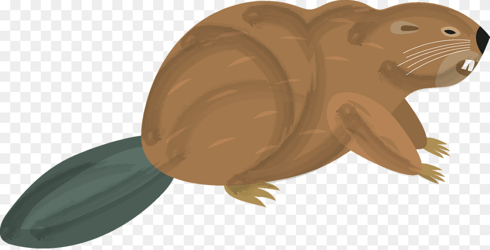 Beaver Clipart, Animal, Mammal, Rodent, Wildlife Free Png