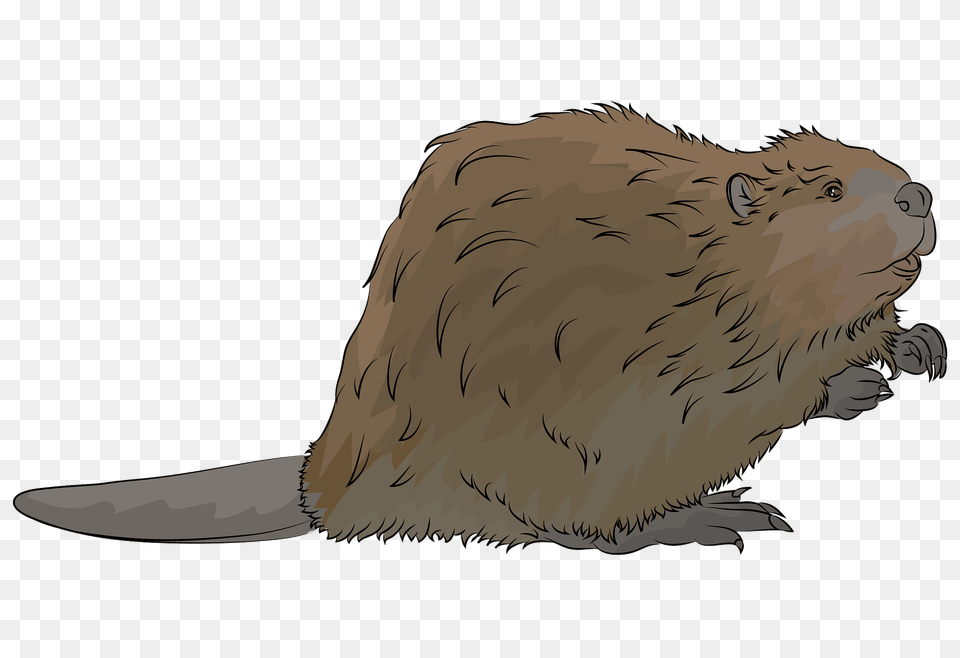 Beaver Clipart, Animal, Mammal, Rodent, Wildlife Free Png