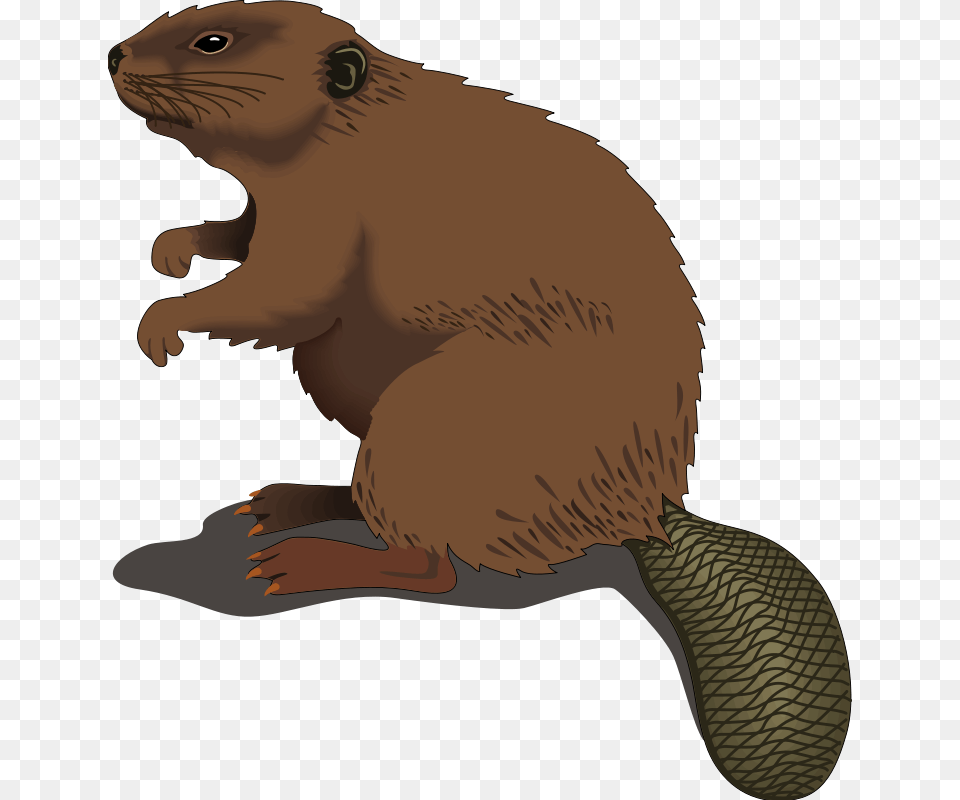 Beaver Clipart Clip Art, Animal, Mammal, Rodent, Wildlife Png