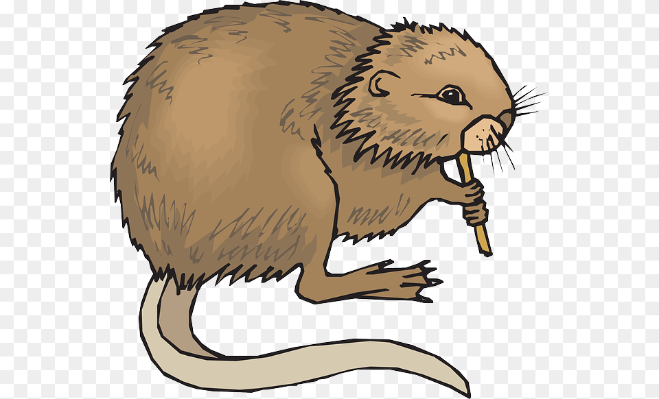 Beaver Clipart Nutria, Animal, Mammal, Baby, Person Free Transparent Png