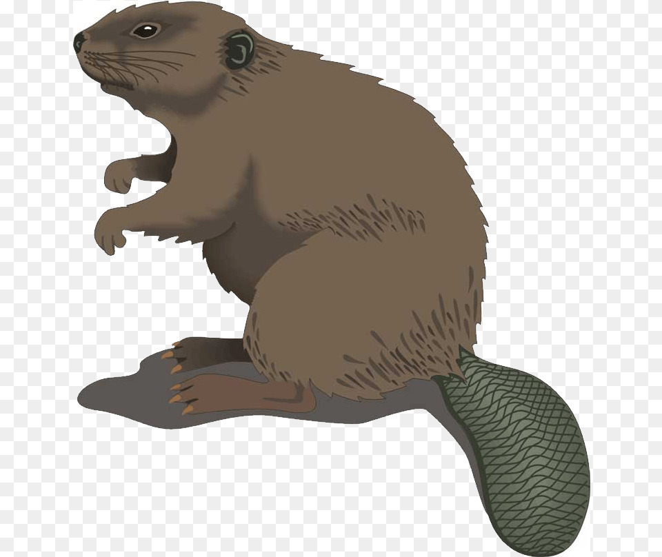 Beaver Clipart Transparent Background Beaver Clipart, Animal, Mammal, Rodent, Wildlife Png Image