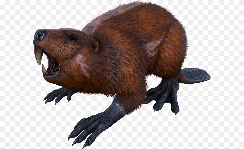 Beaver Download Image Ark Beaver, Animal, Mammal, Rodent, Wildlife Free Png