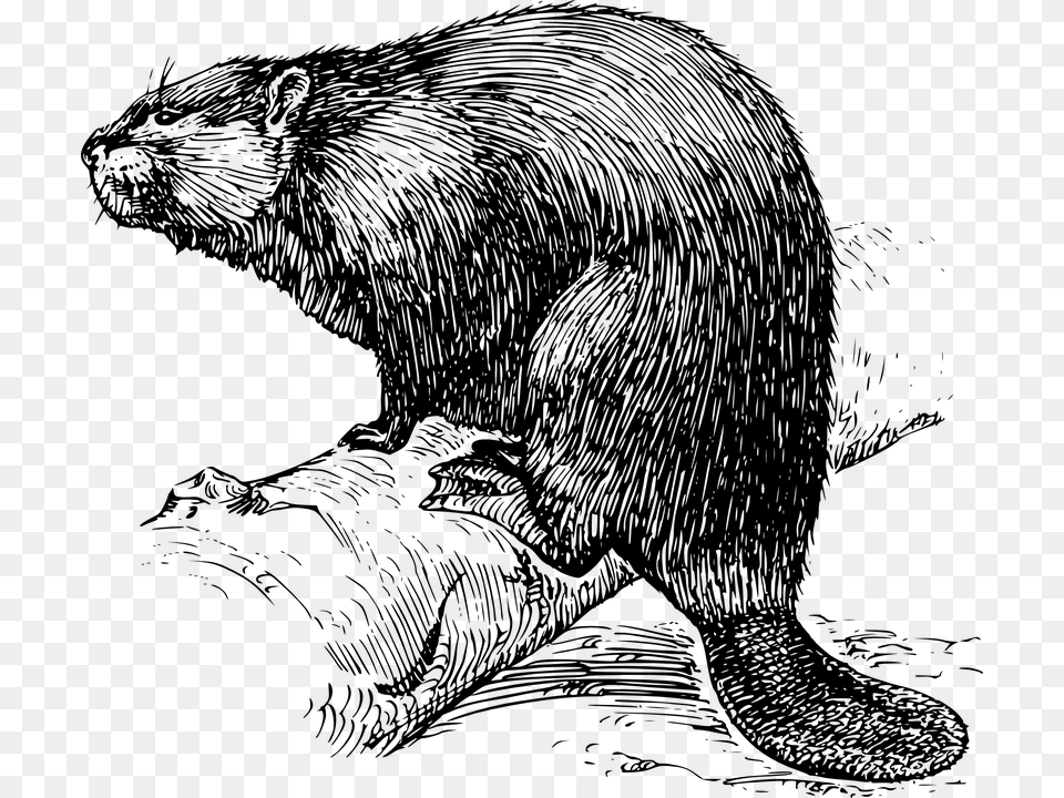 Beaver Image Black And White, Gray Free Transparent Png