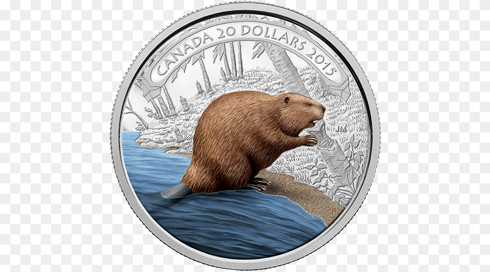 Beaver Of Canada, Animal, Mammal, Rodent, Rat Png Image