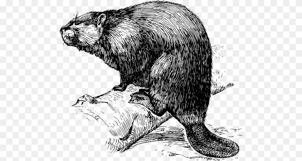 Beaver On Branch, Animal, Mammal, Rodent, Bear Free Png
