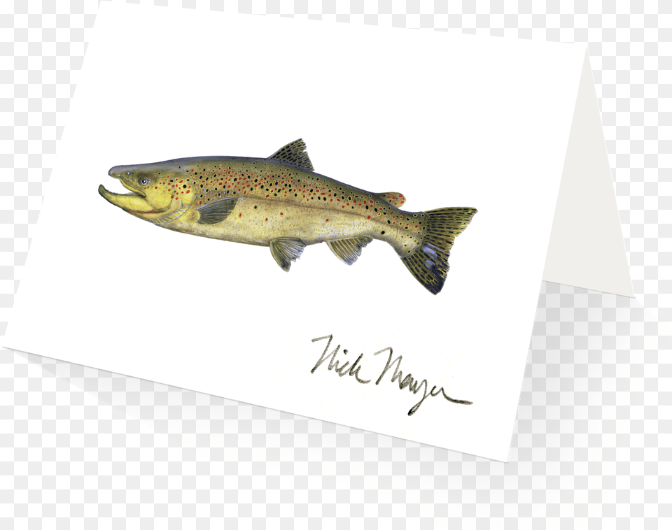 Beaver Pond Brook Trout Brook Trout Brook Trout Brook Trout Shot Glass, Animal, Fish, Sea Life, Coho Free Png Download