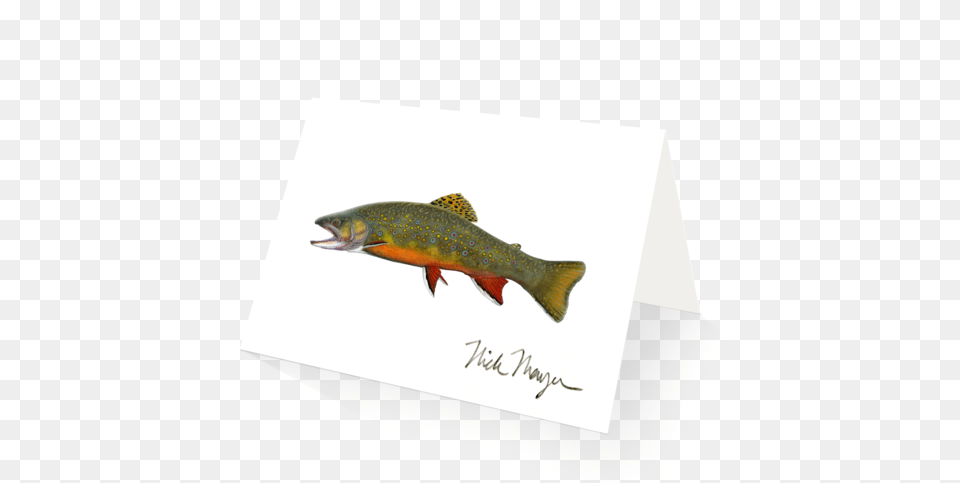 Beaver Pond Brook Trout Nick Mayer Art, Animal, Fish, Sea Life Free Png