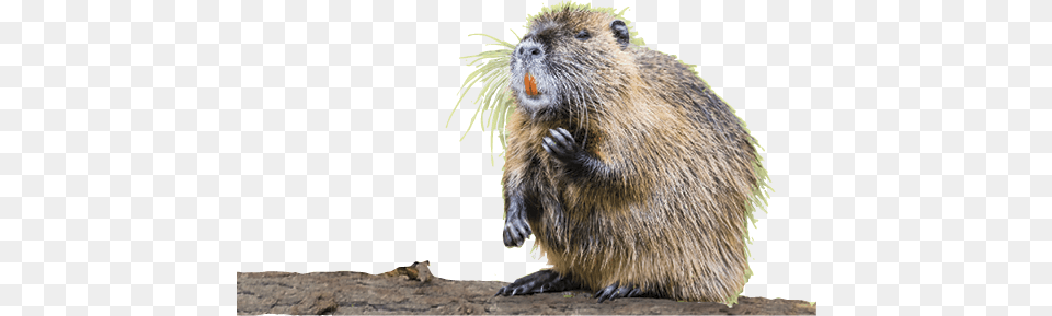 Beaver Punxsutawney Phil, Animal, Mammal, Rodent, Rat Free Png