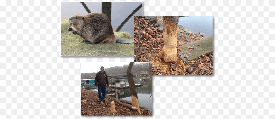 Beaver Removal U2013 Adairu0027s Animal Nuisance Trapping Soil, Person, Mammal, Rodent, Wildlife Free Transparent Png
