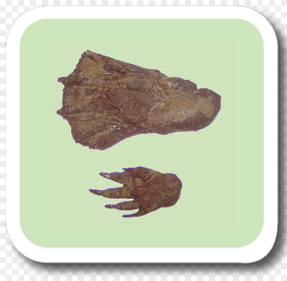 Beaver Replitrack Roast Beef, Electronics, Hardware, Animal, Insect Png
