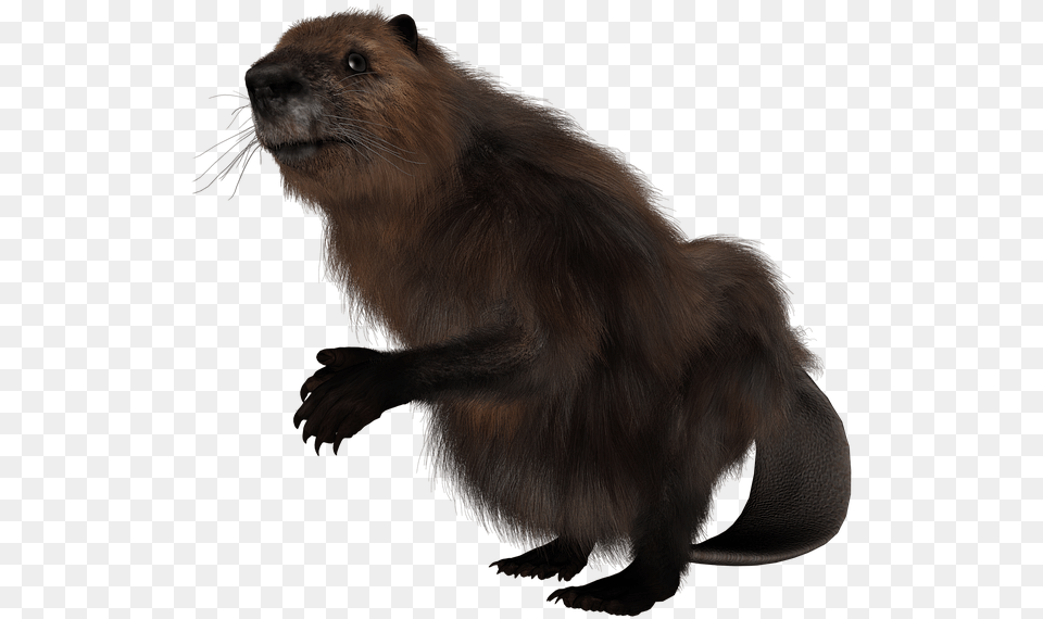 Beaver Rodent Animal Image On Pixabay Beaver Rodent, Mammal, Wildlife, Rat Free Png