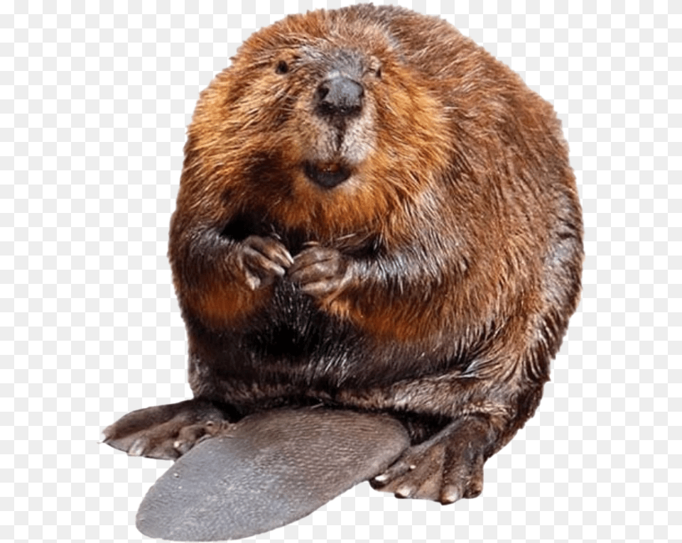 Beaver Soup, Animal, Mammal, Rodent, Wildlife Free Transparent Png