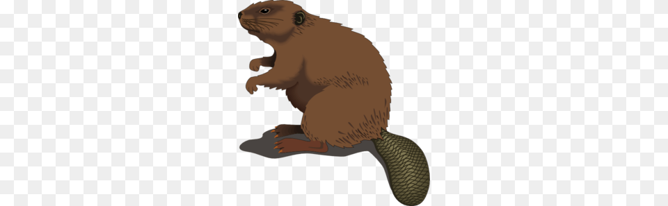 Beaver Standing Clip Art, Animal, Mammal, Rodent, Wildlife Free Png Download