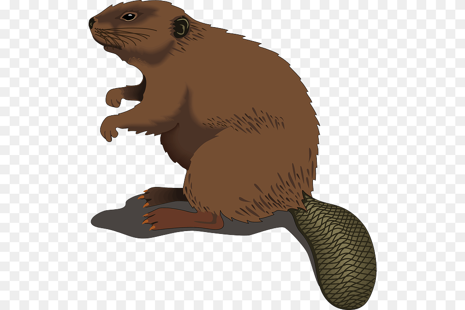 Beaver Standing Clip Art Beaver Clip Art, Animal, Mammal, Rodent, Wildlife Png Image