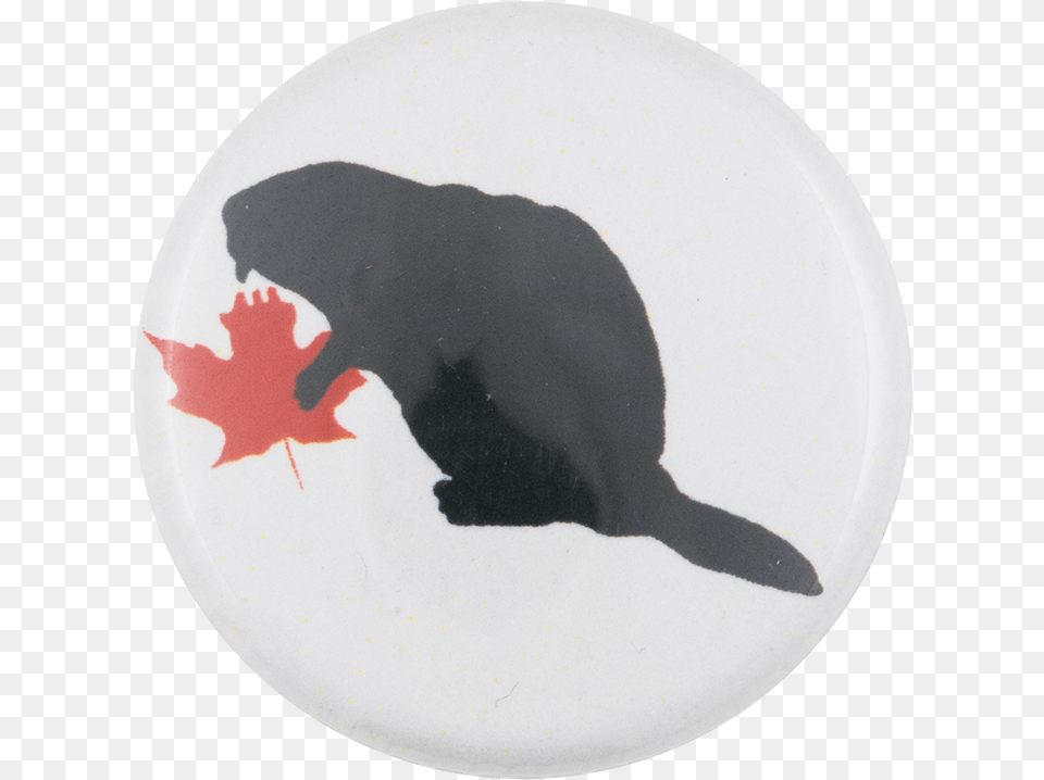 Beaver With Red Leaf Beavers Button Museum Garibaldi Fish, Food, Meal, Animal, Bird Free Png Download