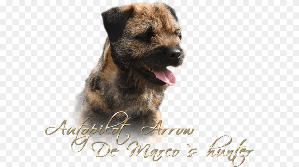 Bebe Dog Yawns, Animal, Canine, Mammal, Pet Free Png Download