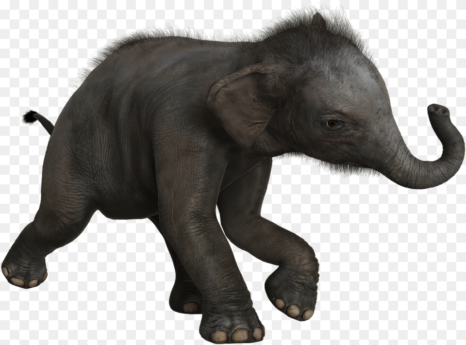 Bebe Elephant Animal, Mammal, Wildlife Png