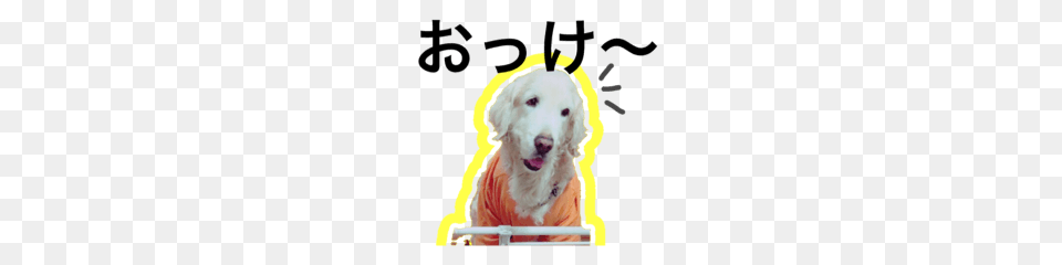 Bebe Of A Golden Retriever Line Stickers Line Store, Animal, Canine, Dog, Mammal Png Image