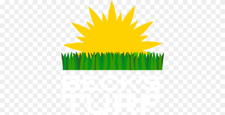 Becks Turf Logo Illustration, Flower, Plant, Sunflower, Outdoors Png