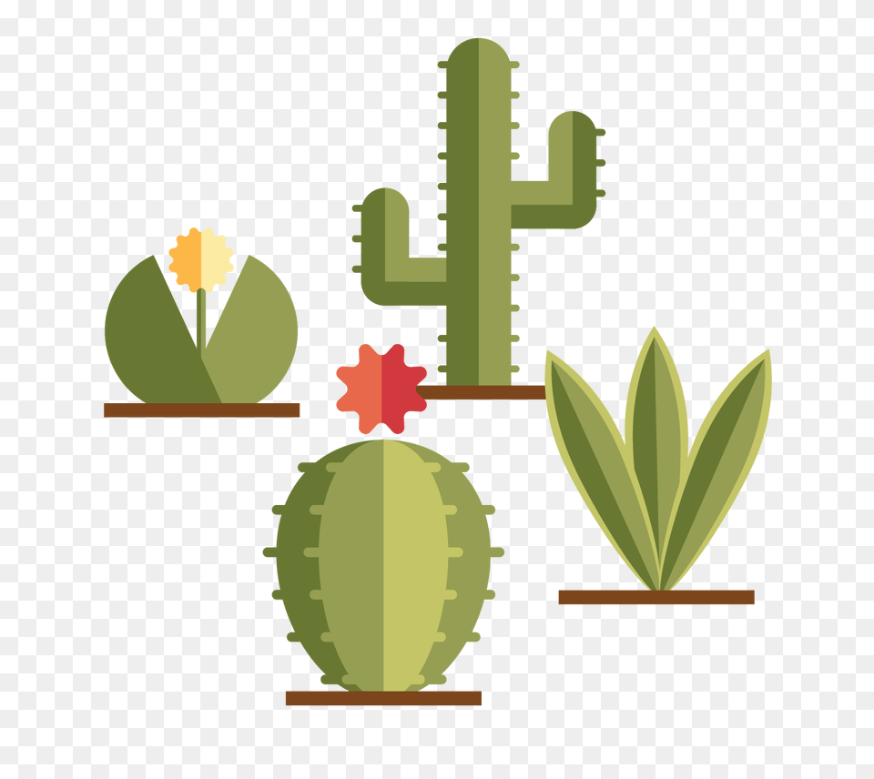 Become, Cactus, Plant, Ammunition, Grenade Free Png