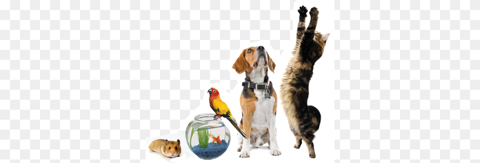 Become The Best Pet Professional You Can Be With, Animal, Canine, Dog, Mammal Free Png