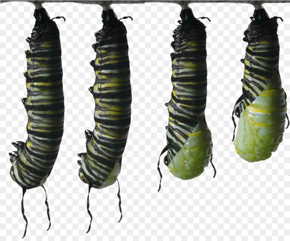 Becoming A Chrysalis Butterfly Caterpillar Monarch I Ytimg, Animal, Insect, Invertebrate, Worm Free Png