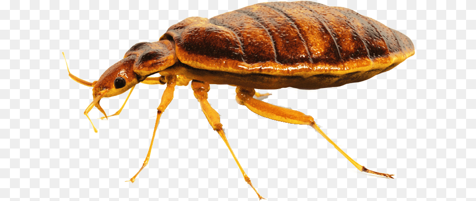 Bed Bed Bugs Control, Animal, Insect, Invertebrate Png Image