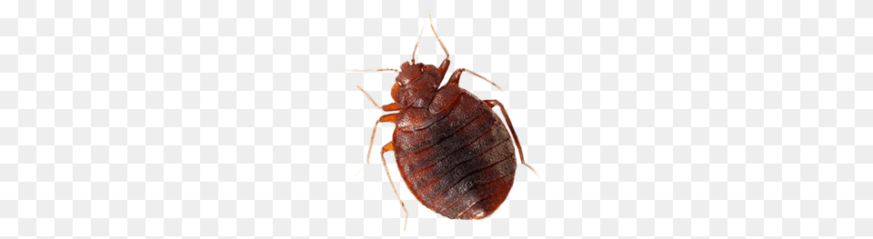 Bed Bug, Animal, Food, Invertebrate, Lobster Png Image