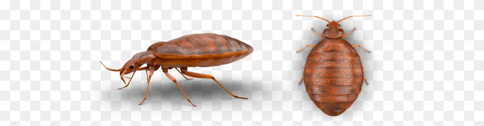 Bed Bug, Animal, Insect, Invertebrate Png