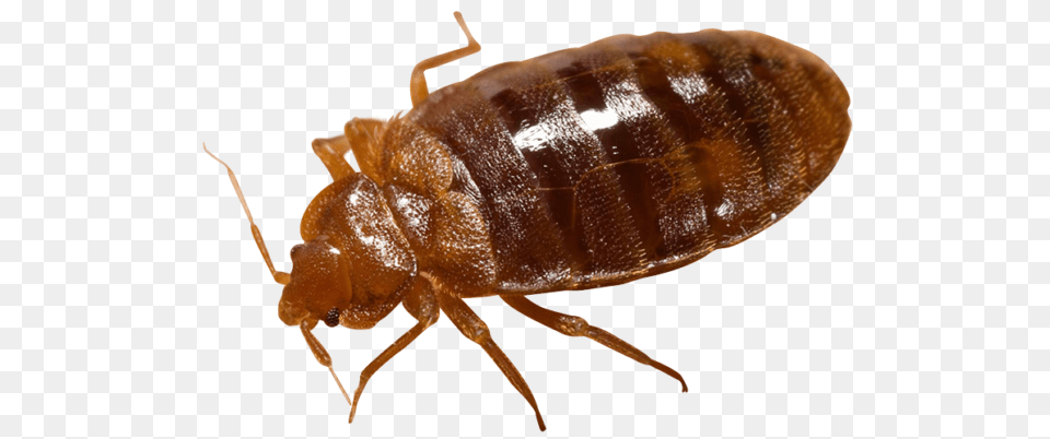Bed Bug, Animal, Insect, Invertebrate, Flea Free Transparent Png