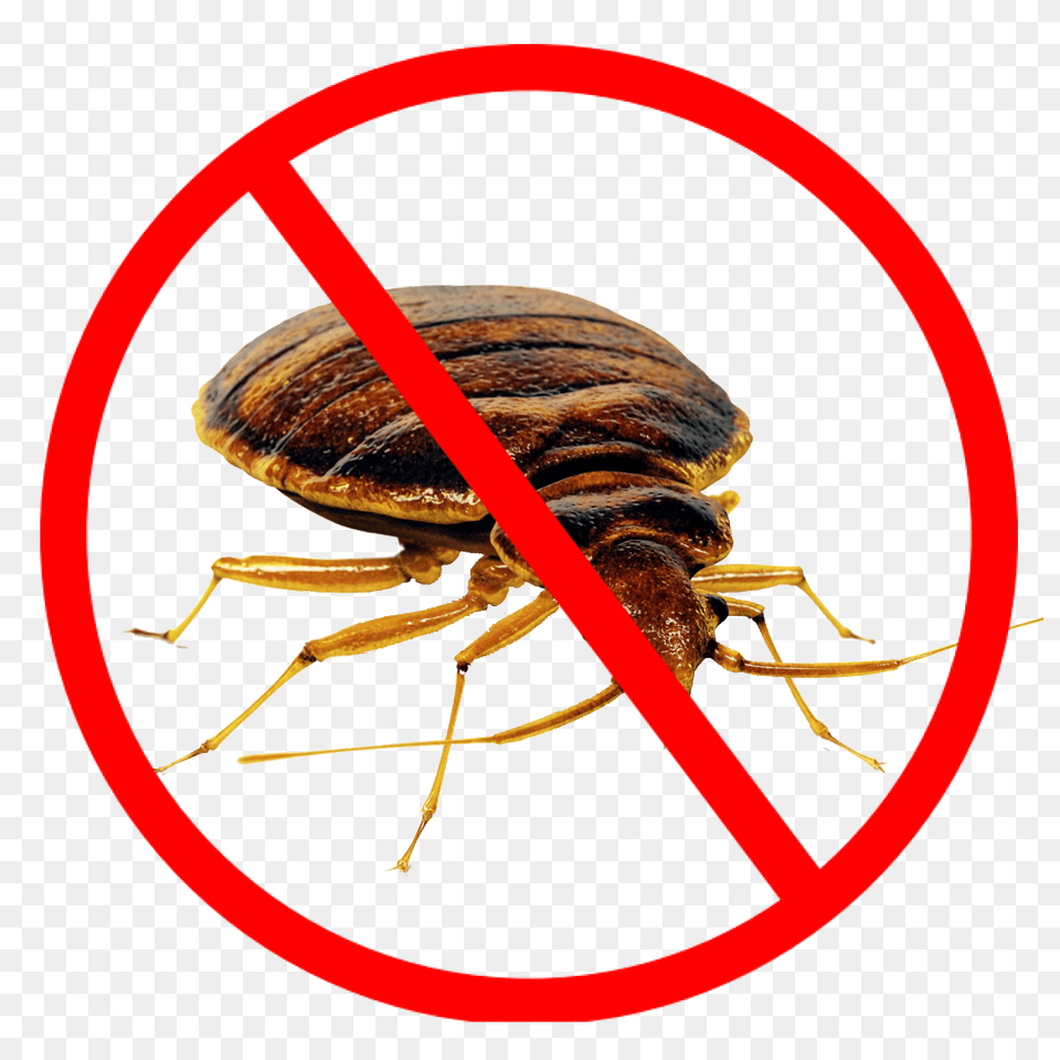 Bed Bug, Animal, Insect, Invertebrate Free Png