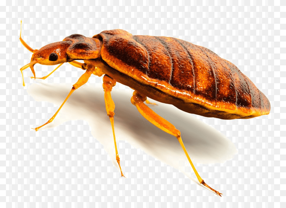 Bed Bug, Animal, Insect, Invertebrate, Cockroach Free Png